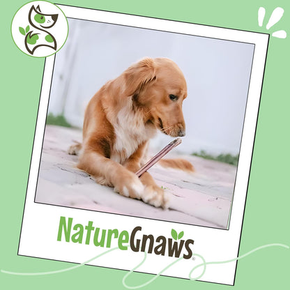 Bully Sticks 11-12" Long Lasting Rawhide Free Dog Chews, 8 Oz