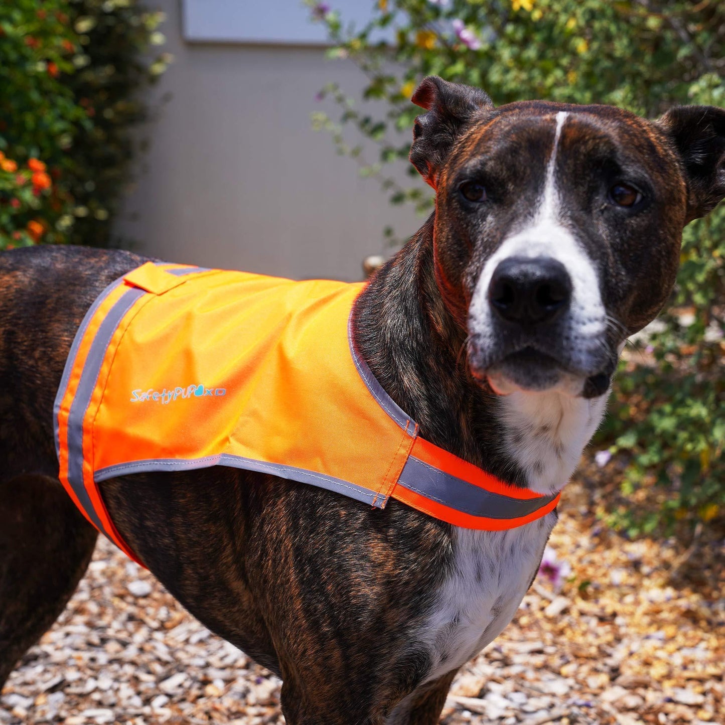 Lightweight Dog Vest M Size Mid-Back Coverage 26 in Chest X 21 in Neck