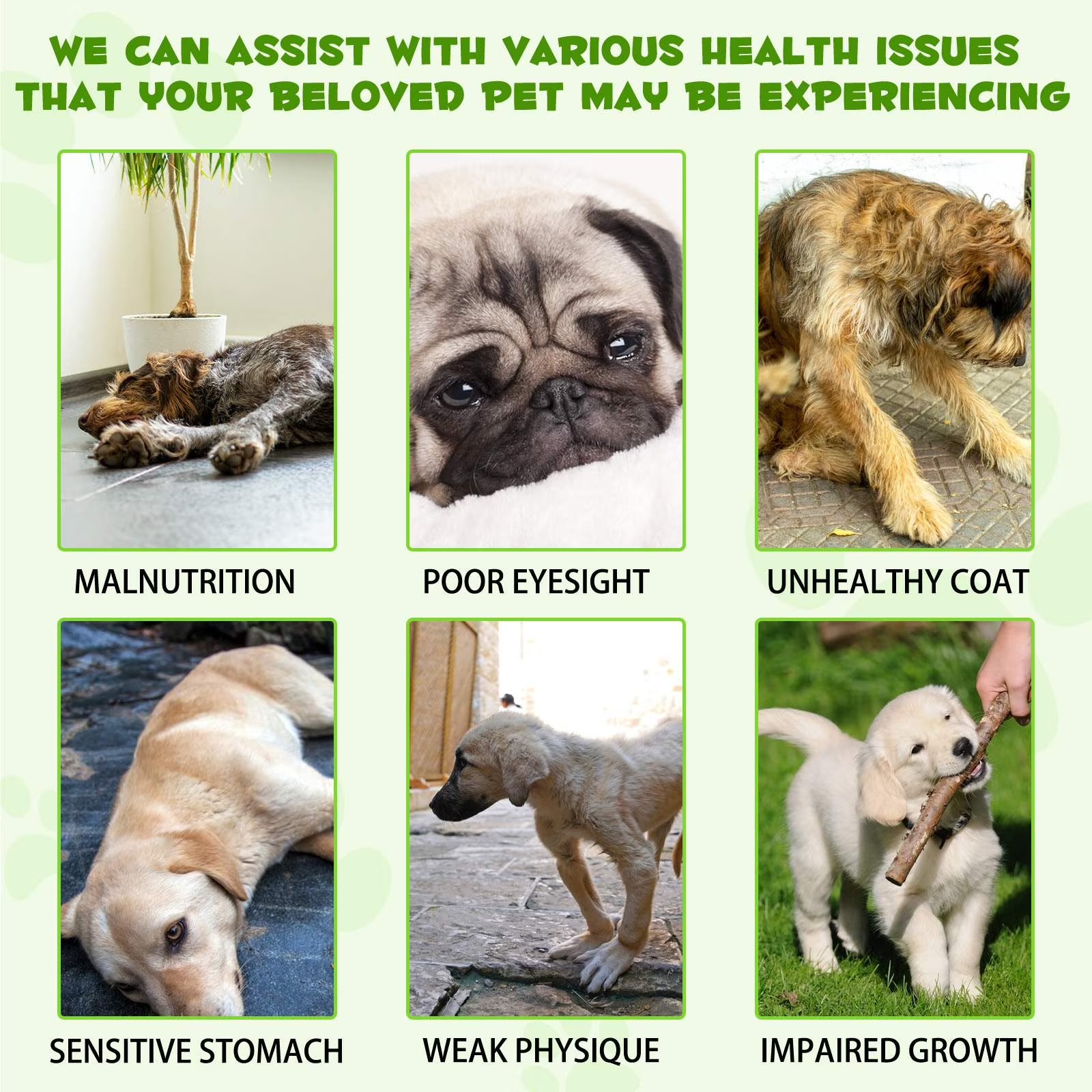 3-In-1 Liquid Probiotic for Dogs | Supports Digestive Health & Gut Comfort - 60Ml (1 Pack)