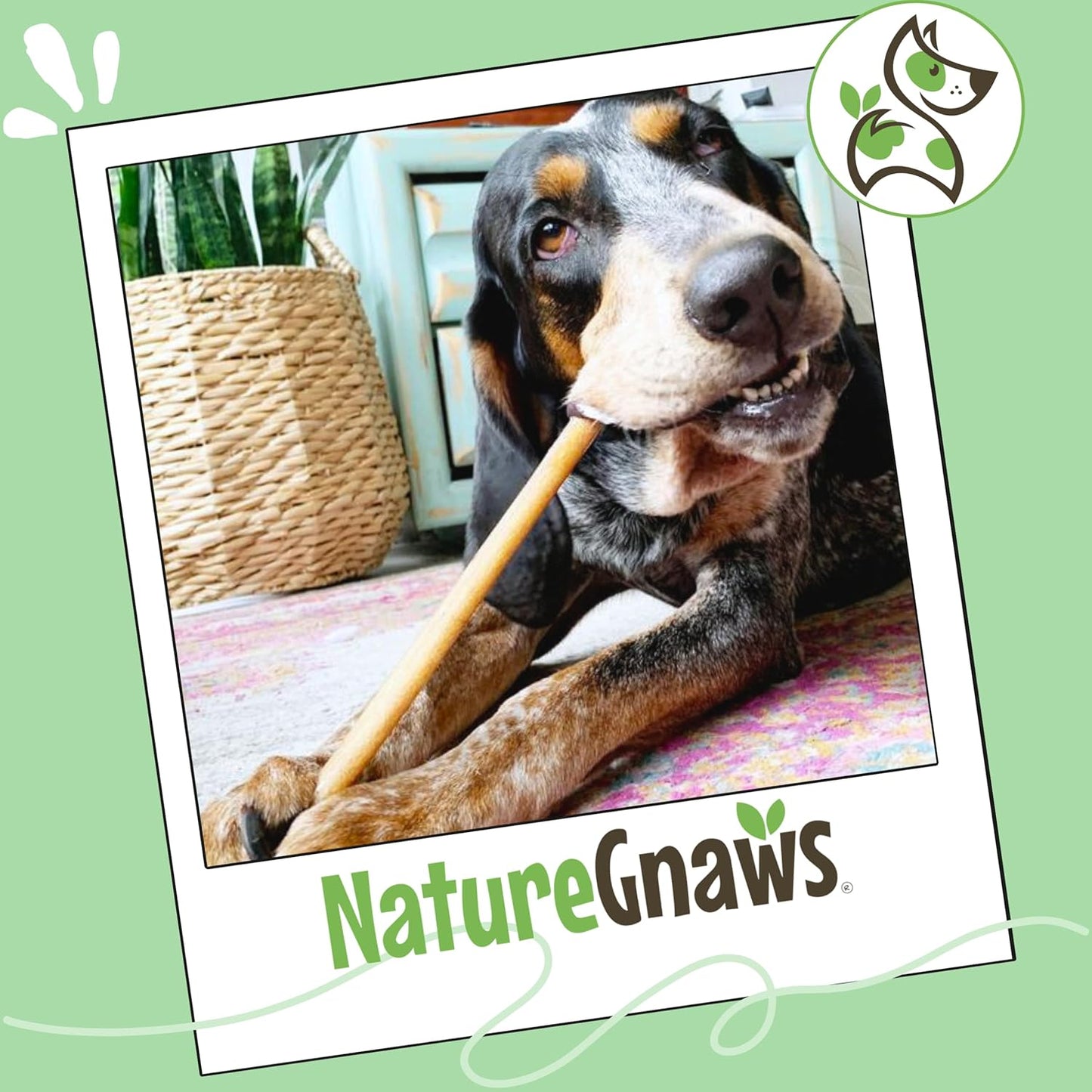 Bully Sticks 11-12" Long Lasting Rawhide Free Dog Chews, 8 Oz