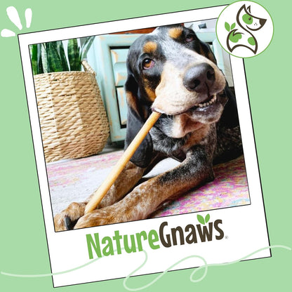 Bully Sticks 11-12" Long Lasting Rawhide Free Dog Chews, 8 Oz